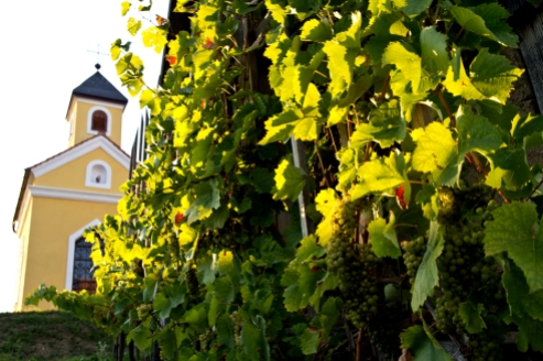 Winnica w regionie Kozjansko, Podravje.