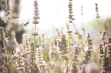 Pszczoły i fotograf zaczynają pracę skoro świt